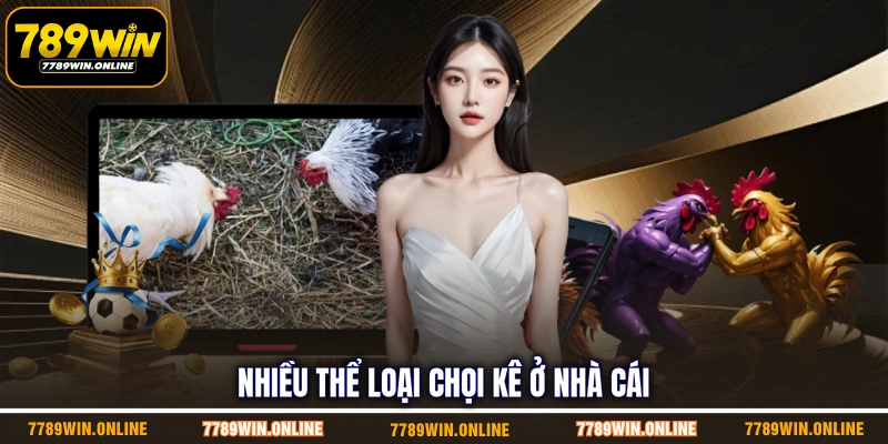 Nhiều thể loại chọi kê ở nhà cái Nhiều thể loại chọi kê ở nhà cái