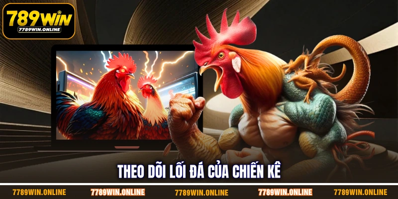 Theo dõi lối đá của chiến kê Theo dõi lối đá của chiến kê
